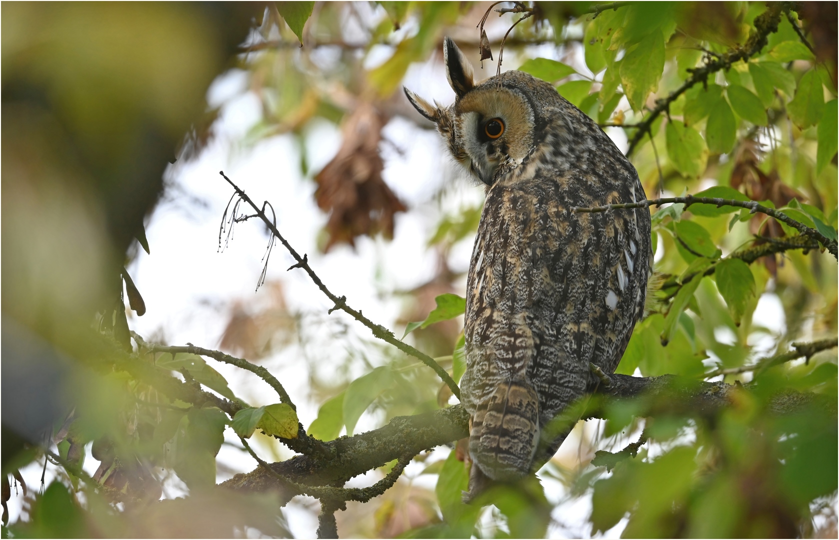 Waldohreule Foto & Bild tiere, wildlife, wild lebende vögel Bilder