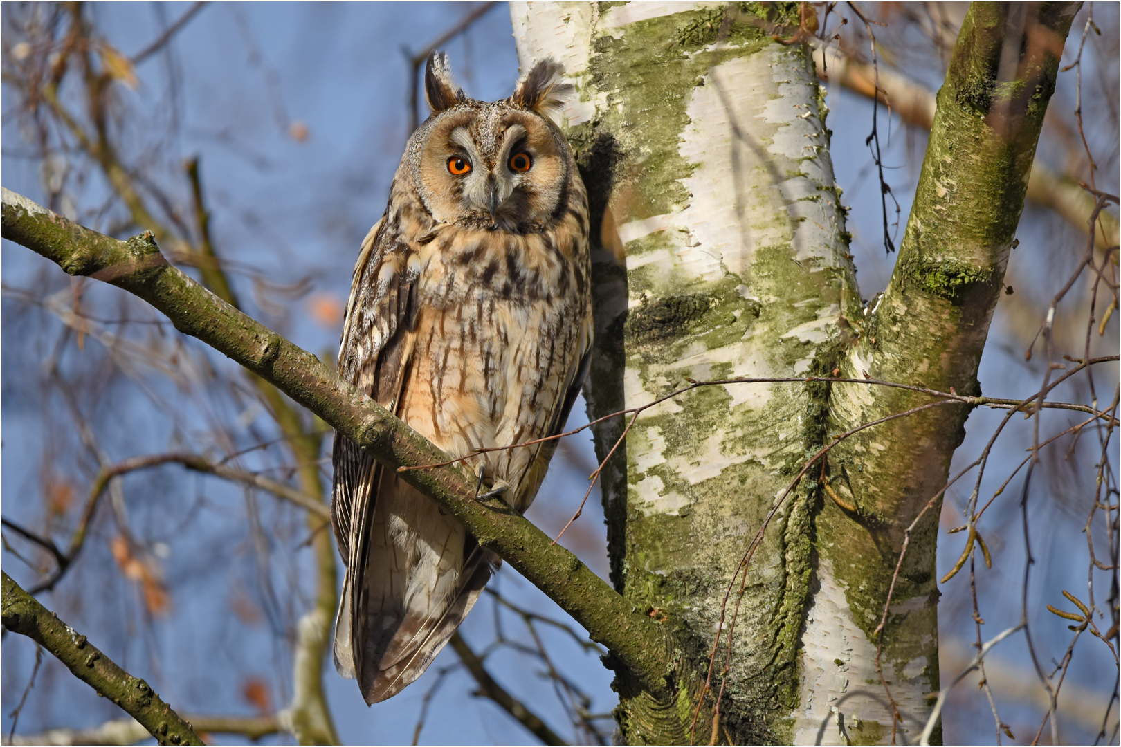 Waldohreule Foto & Bild | tiere, wildlife, wild lebende vögel Bilder ...