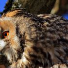 Waldohreule guckt interessiert