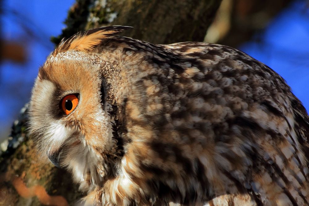 Waldohreule guckt interessiert