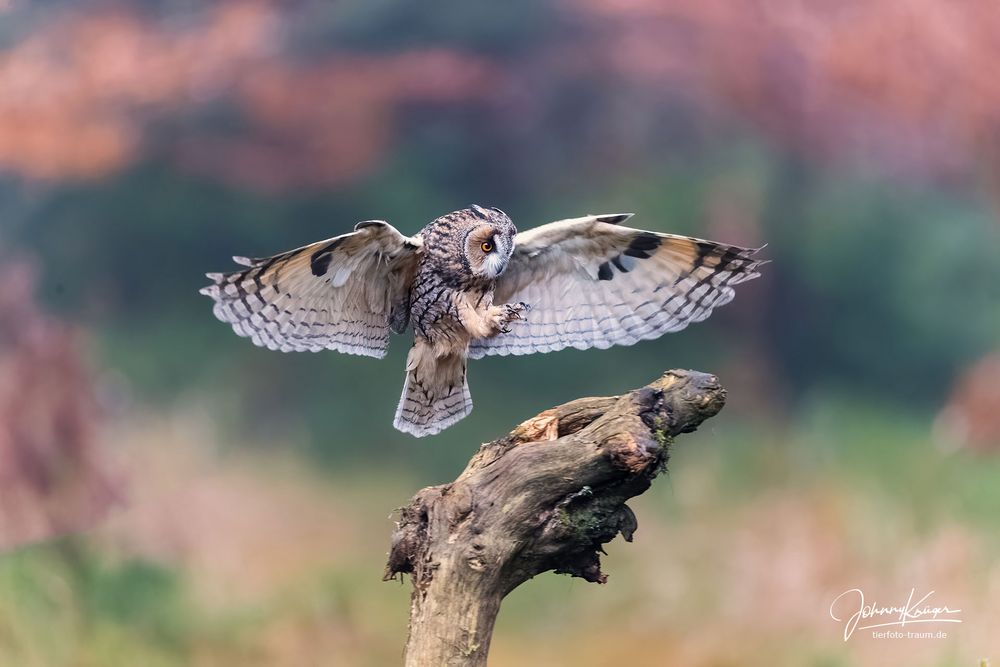 Waldohreule im Anflug