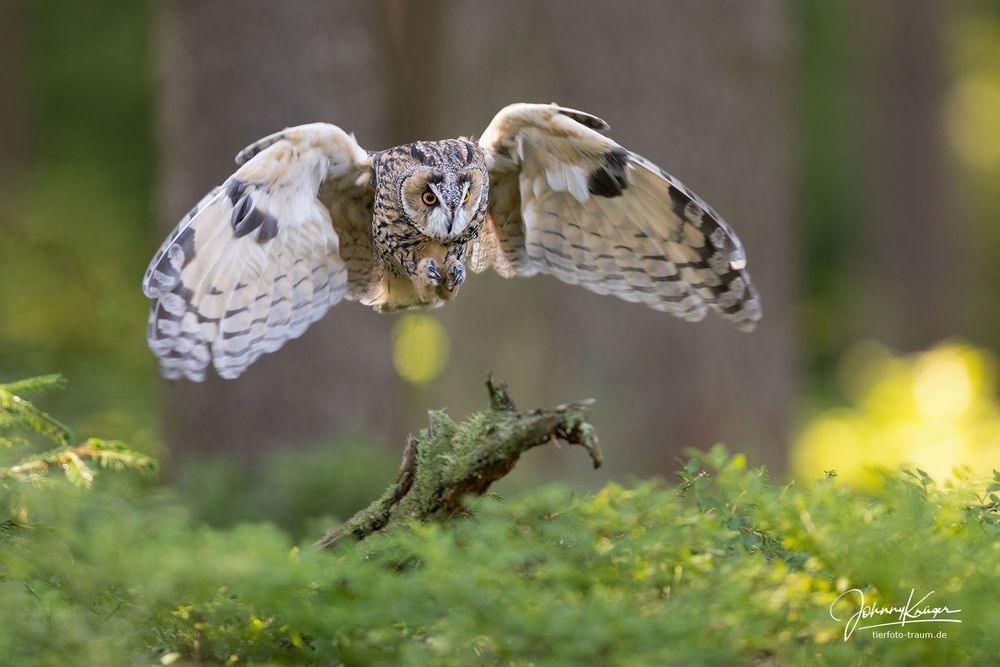 Waldohreule im Anflug