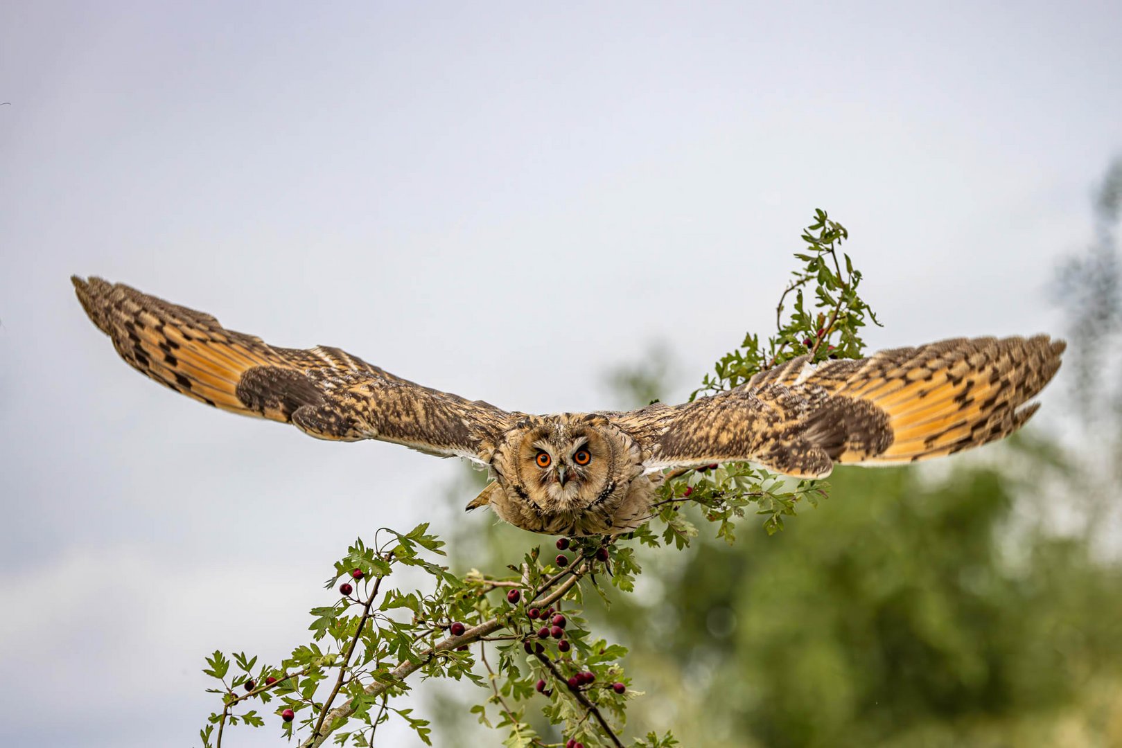 Waldohreule im Flug / Long-eared owl in flight