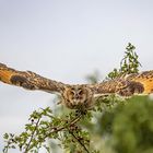 Waldohreule im Flug / Long-eared owl in flight