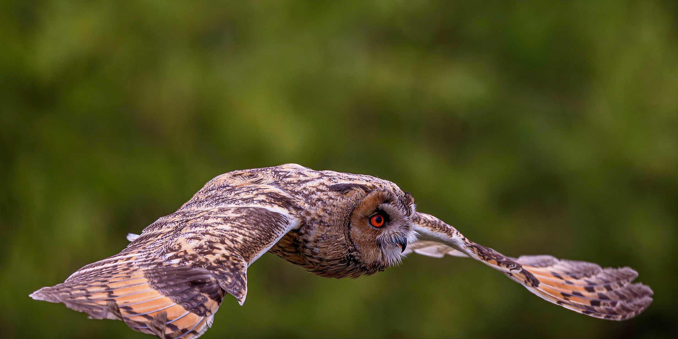 Waldohreule im Flug / Long-eared owl in flight