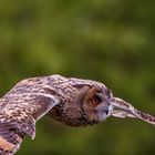 Waldohreule im Flug / Long-eared owl in flight