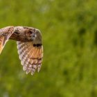 Waldohreule im Flug / Long-eared owl in flight