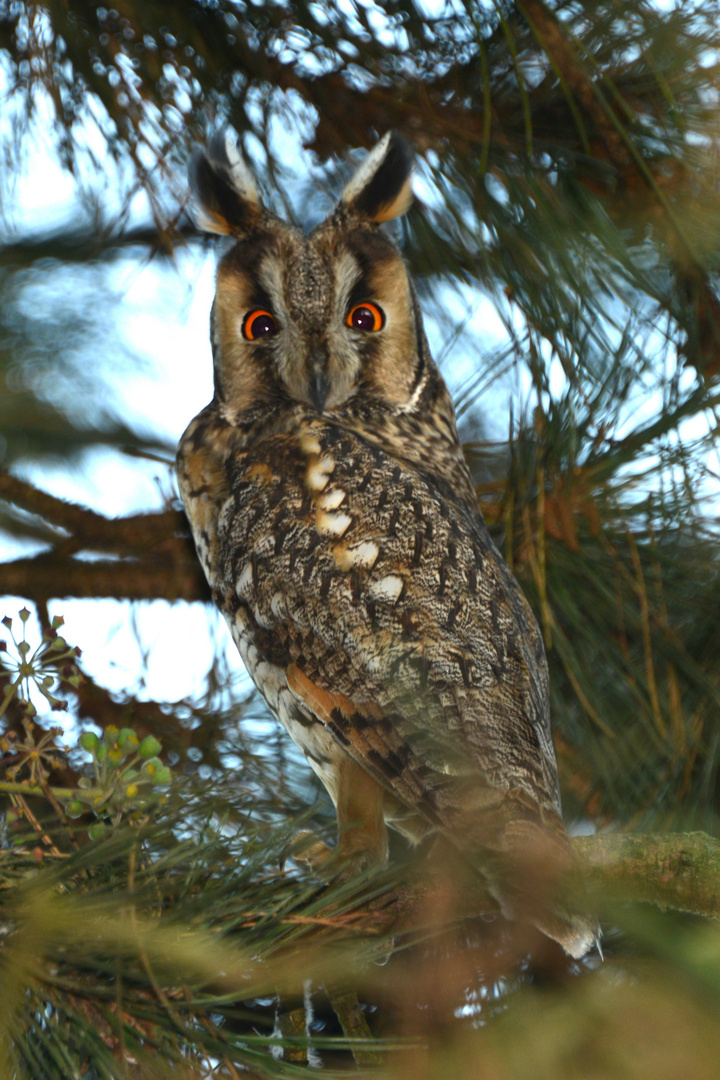 Waldohreule im Garten 1