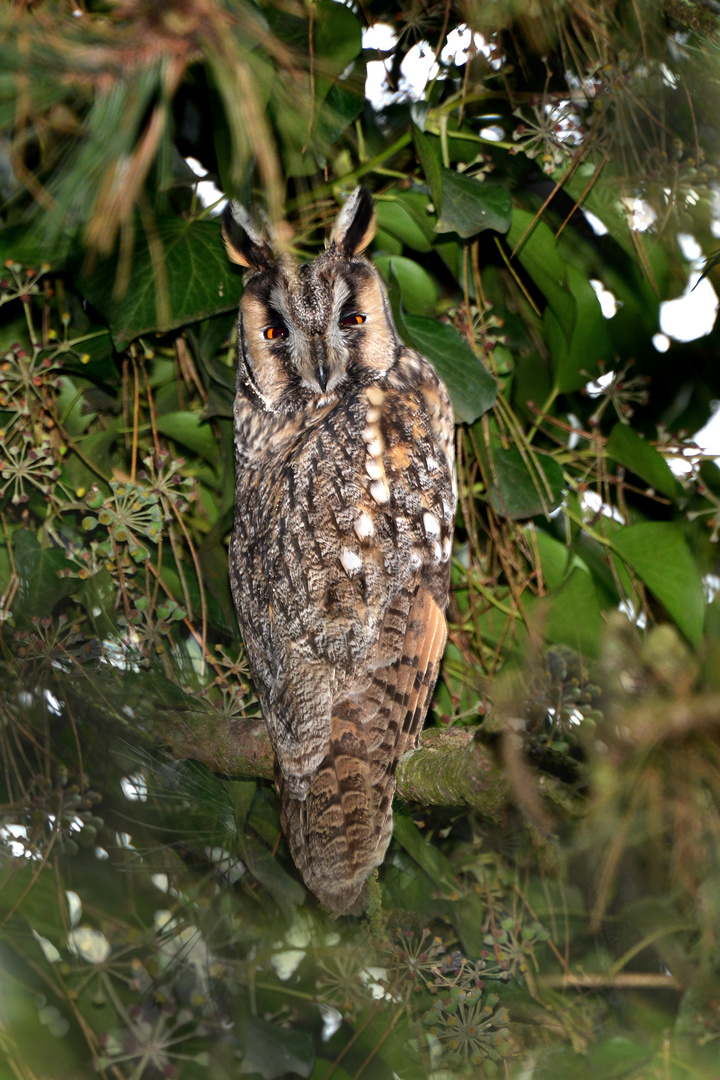 Waldohreule im Garten 3