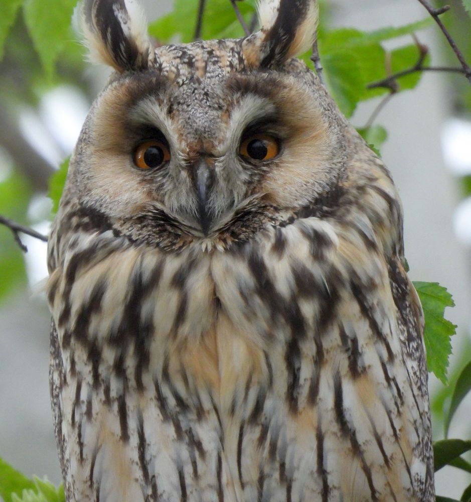 Waldohreule im Garten Foto & Bild tiere, wildlife, wild lebende vögel