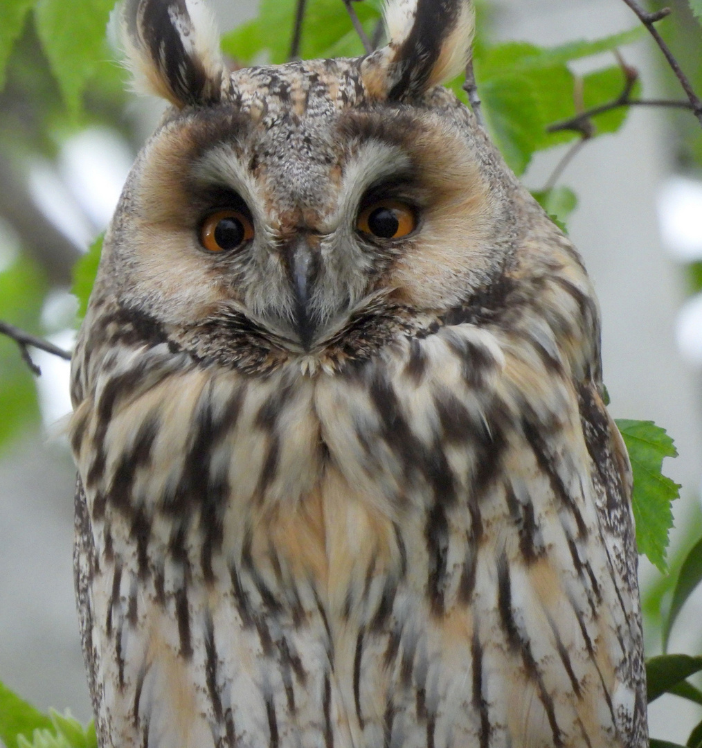 Waldohreule im Garten Foto & Bild tiere, wildlife, wild lebende vögel