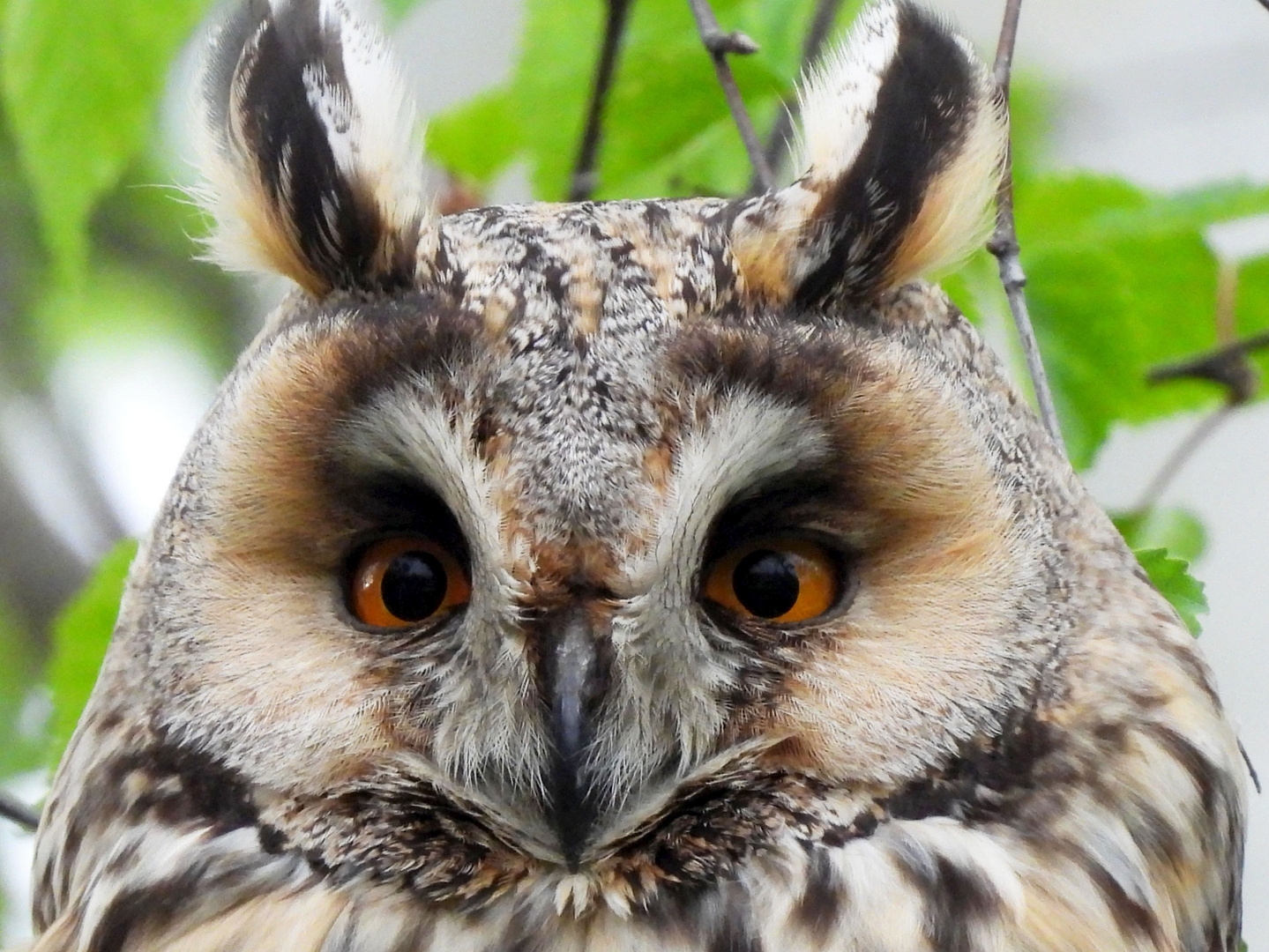 Waldohreule im Garten Foto & Bild tiere, wildlife, wild lebende vögel