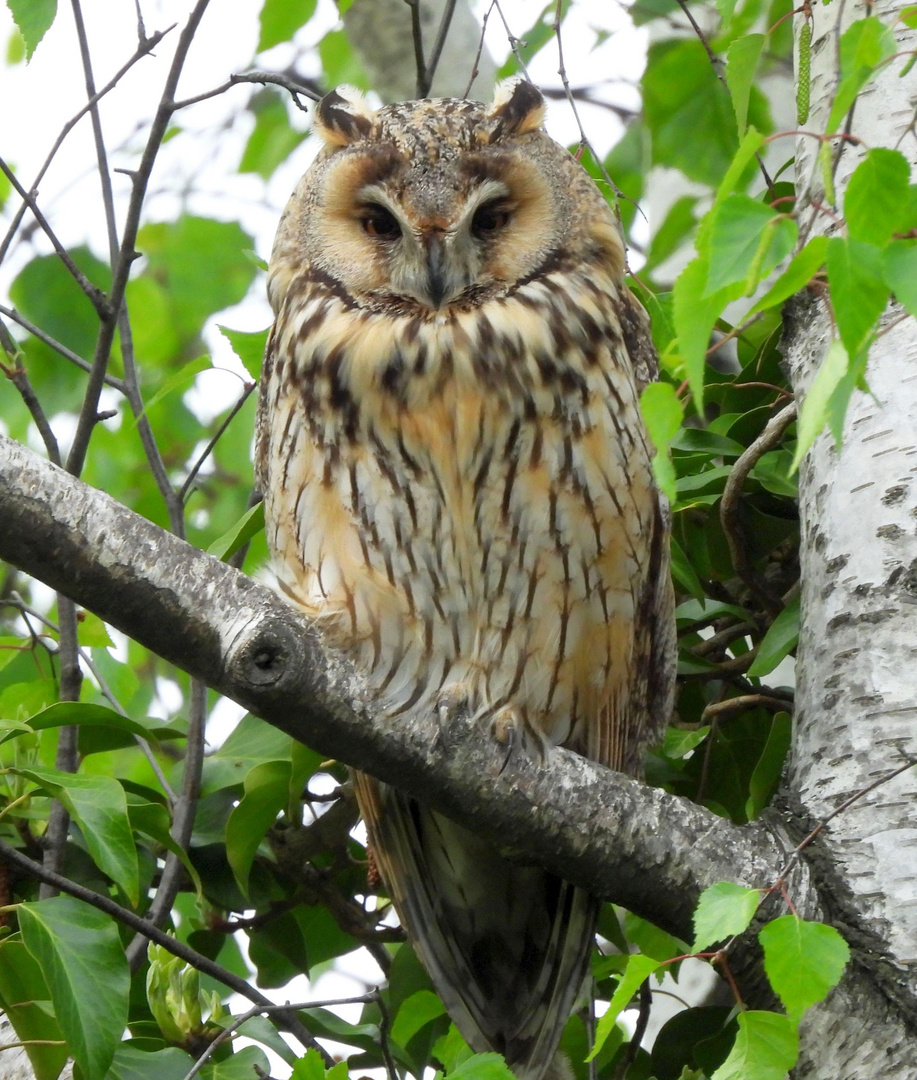 Waldohreule im Garten Foto & Bild tiere, wildlife, wild lebende vögel