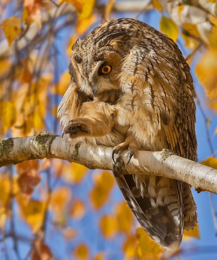 Waldohreule im Herbst