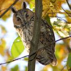 Waldohreule im Herbst