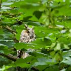 Waldohreule im Nationalpark Bayerischer Wald...