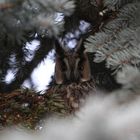 Waldohreule im Schlafbaum
