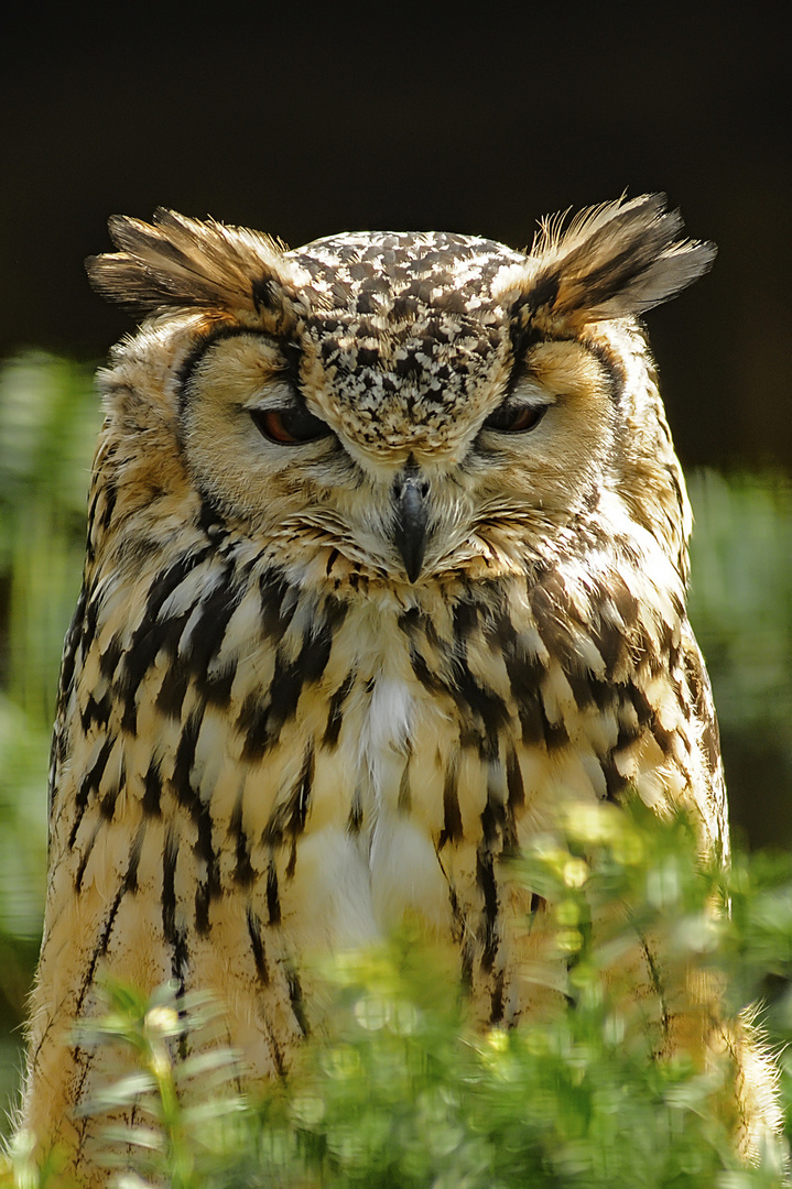 Waldohreule im Tierpark Hamm