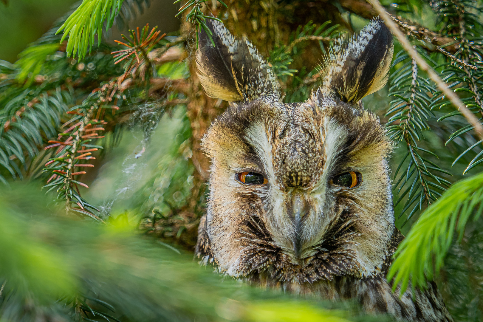 Waldohreule im Tierpark im Bayerischen Wald Foto &amp; Bild tiere, zoo