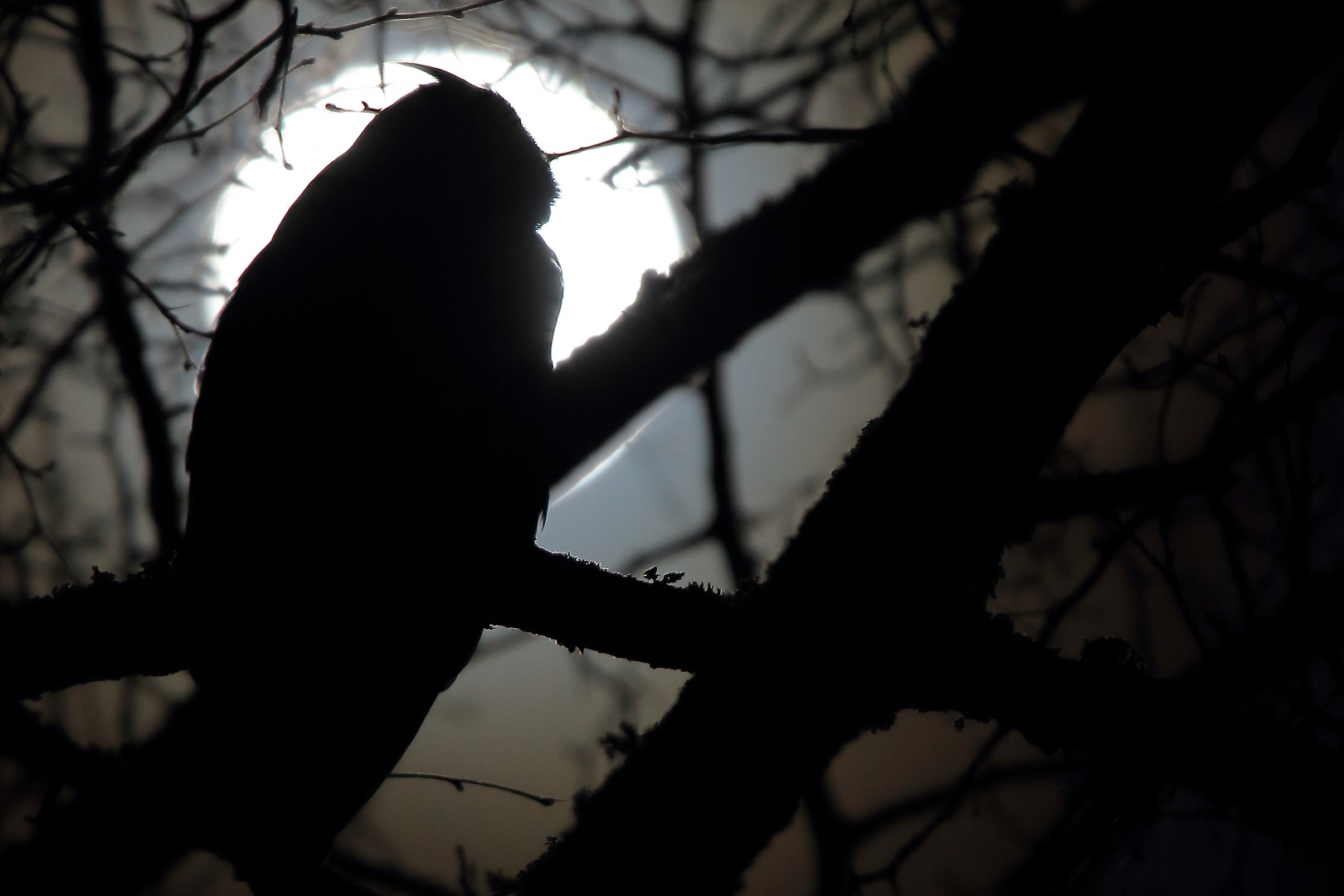 Waldohreule im Vollmond