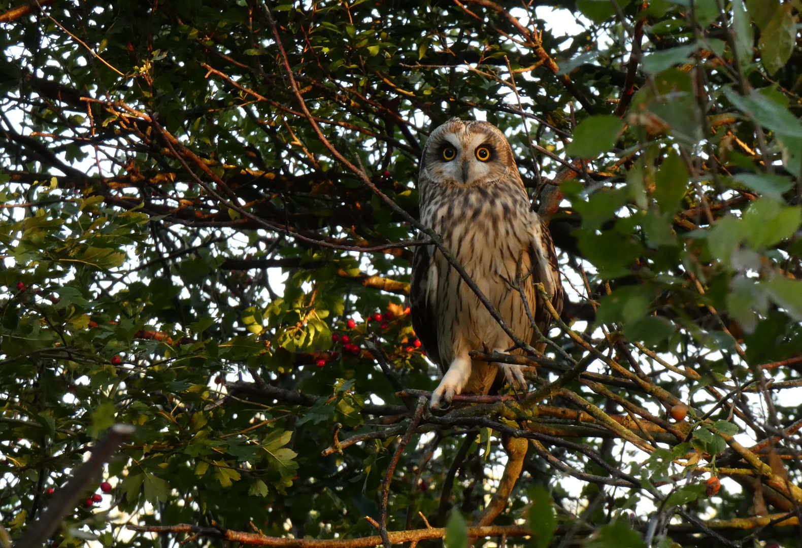 Waldohreule in den Ahsewiesen bei Lippborg