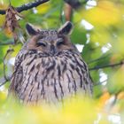 Waldohreule in Herbstfarben 