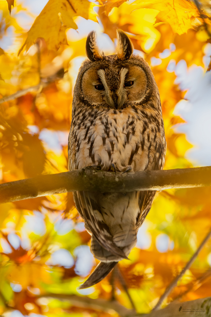 Waldohreule in herbstlicher Stimmung