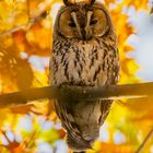 Waldohreule in herbstlicher Stimmung