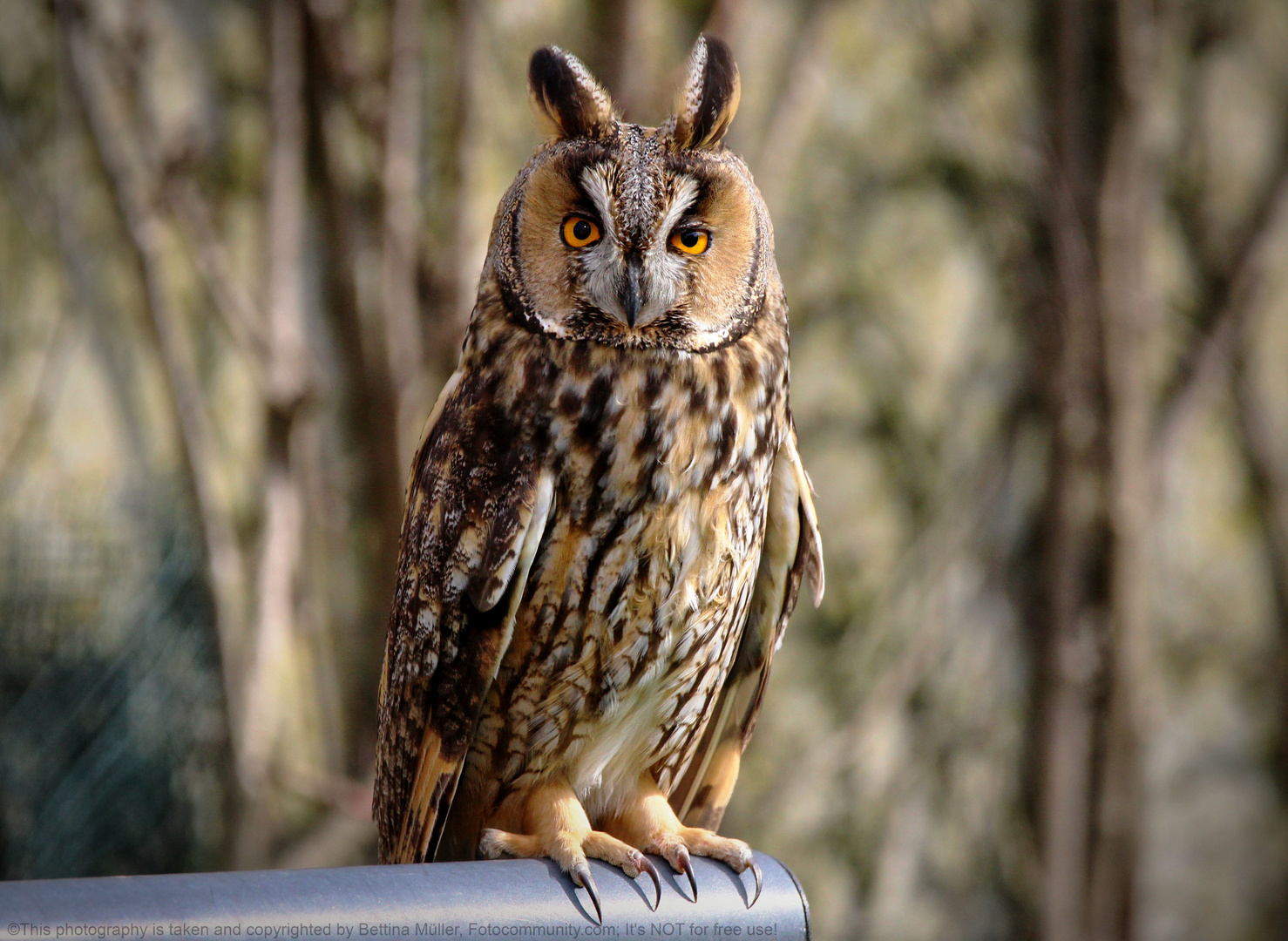 Waldohreule in unserem Garten (Asio otus)