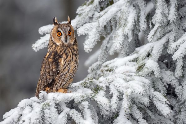 Waldohreule in winterlicher Umgebung