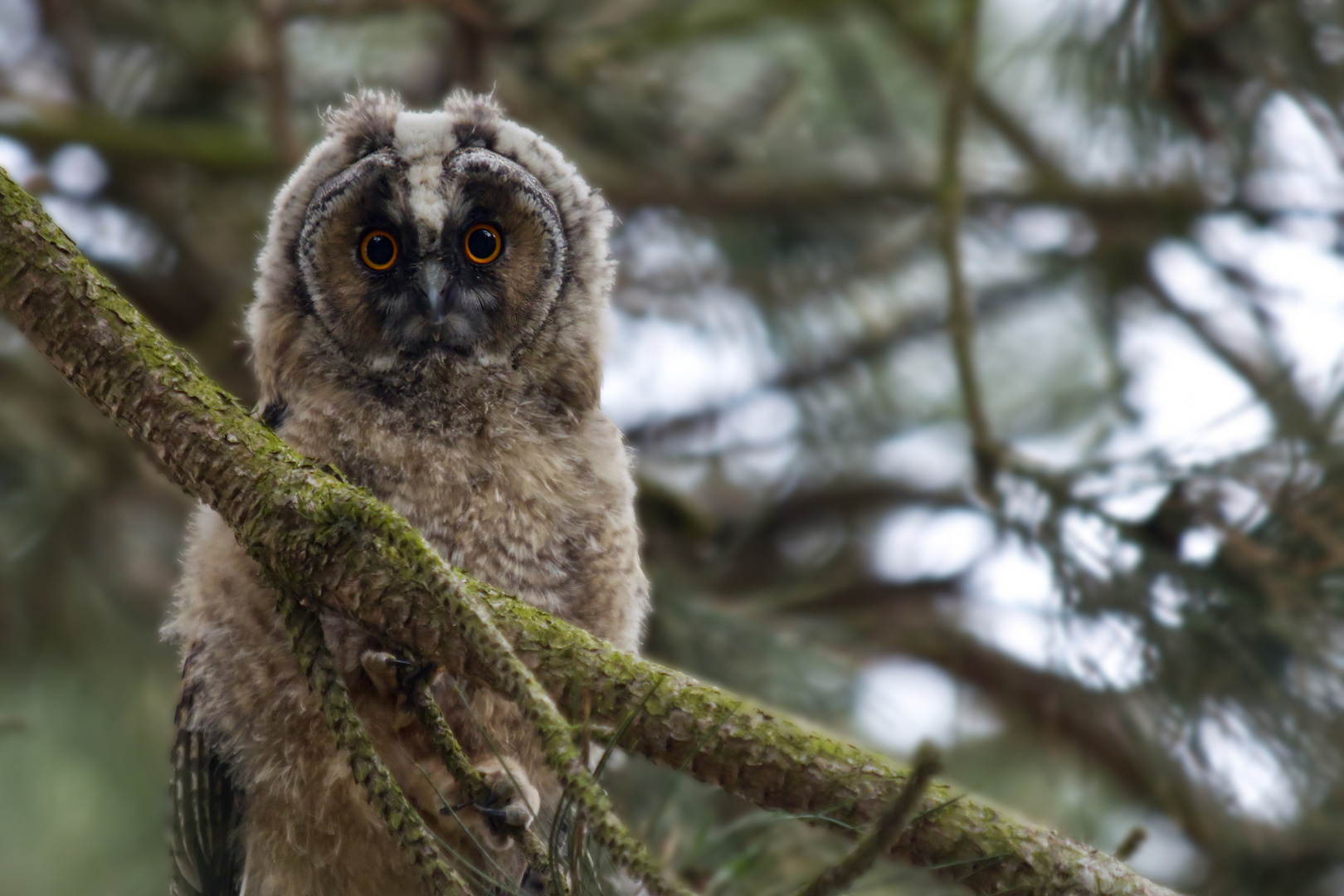 Waldohreule Jungvogel 75386