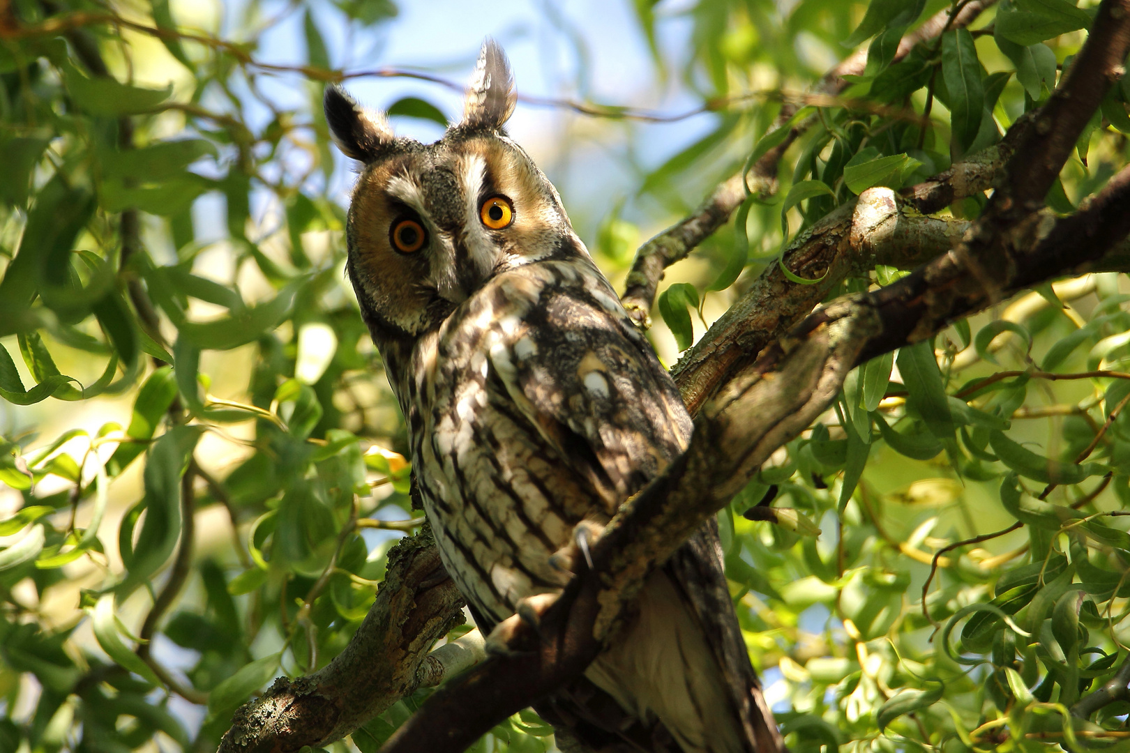 Waldohreule (Jungvogel),