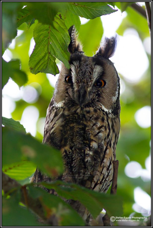 Waldohreule (Long-eared Owl)