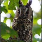 Waldohreule (Long-eared Owl)