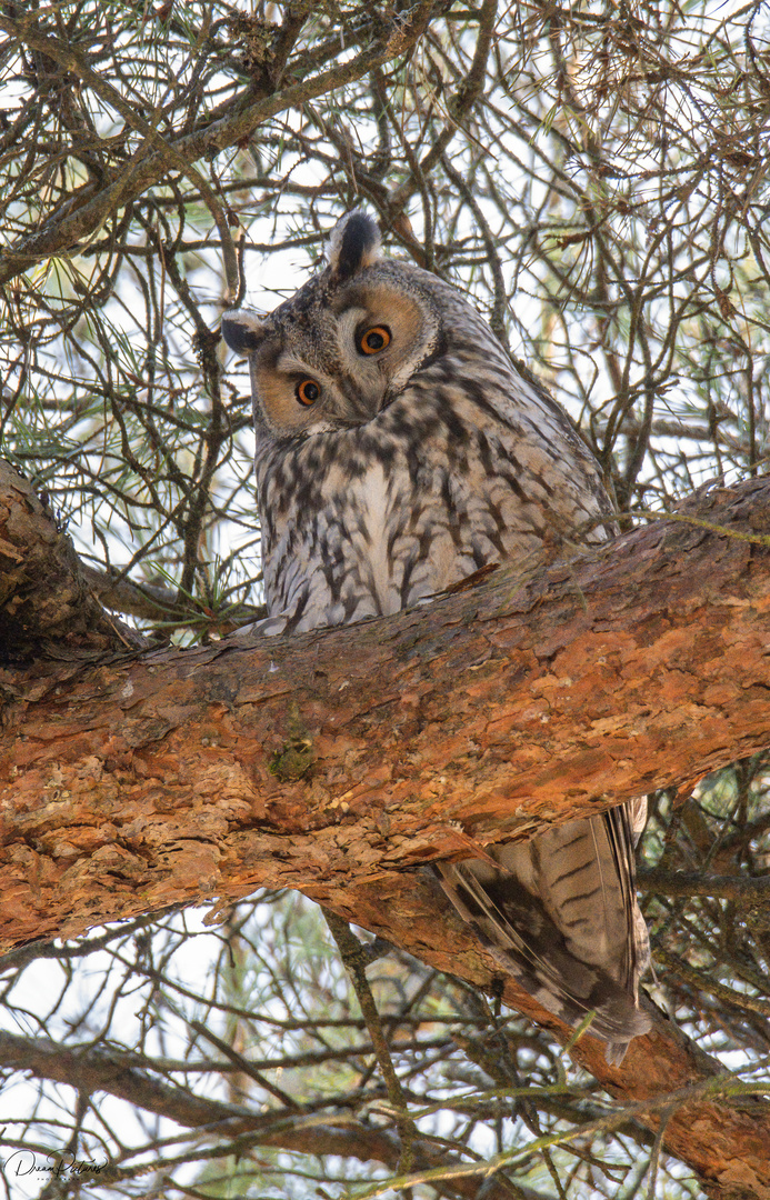 Waldohreule - Long Eared Owl