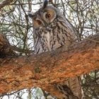 Waldohreule - Long Eared Owl