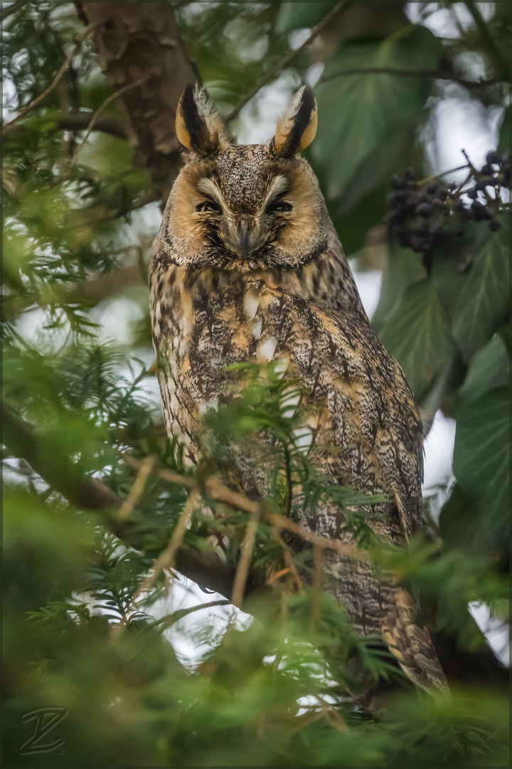 Waldohreule - Long-eared owl