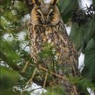 Waldohreule - Long-eared owl
