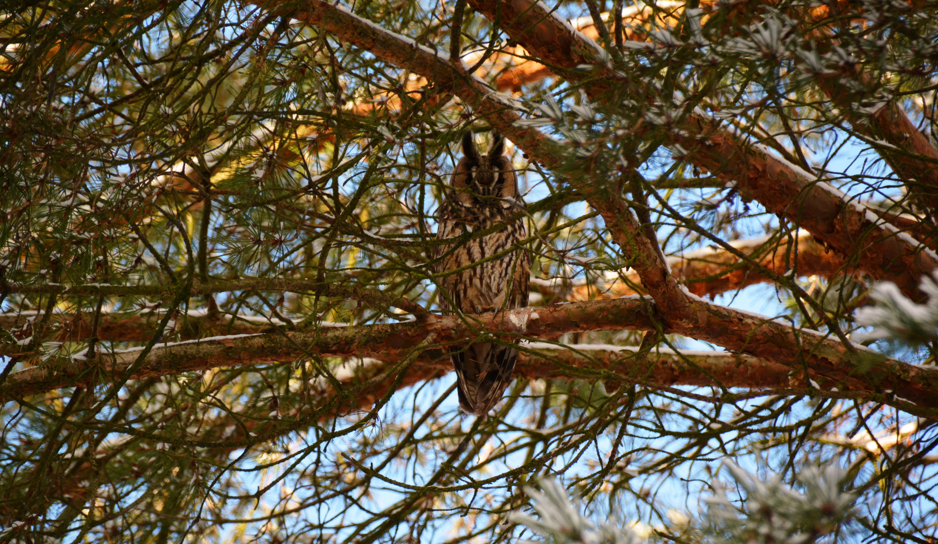 Waldohreule / Long-eared owl