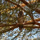 Waldohreule / Long-eared owl