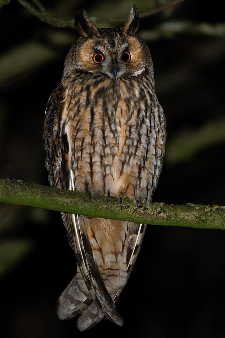 Waldohreule mit leuchtenden Augen in der Nacht