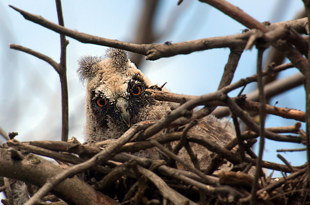 Waldohreule Nestling