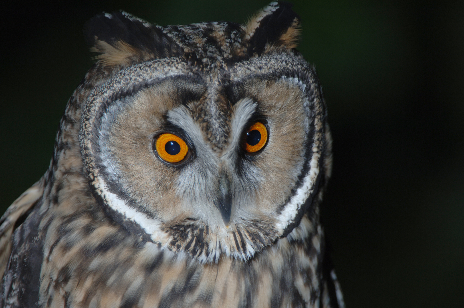 Waldohreule Portrait