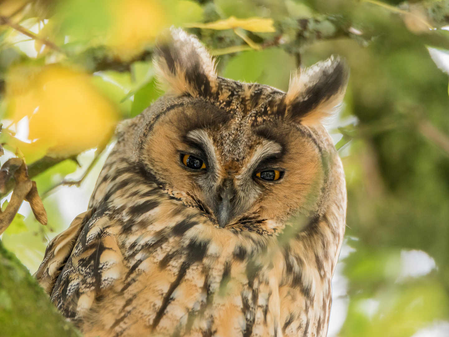 Waldohreule Portrait