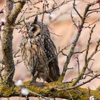 Waldohreule teilweise versteckt