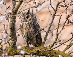 Waldohreule teilweise versteckt