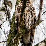 WALDOHREULE und "Verstecken" gibt's nicht