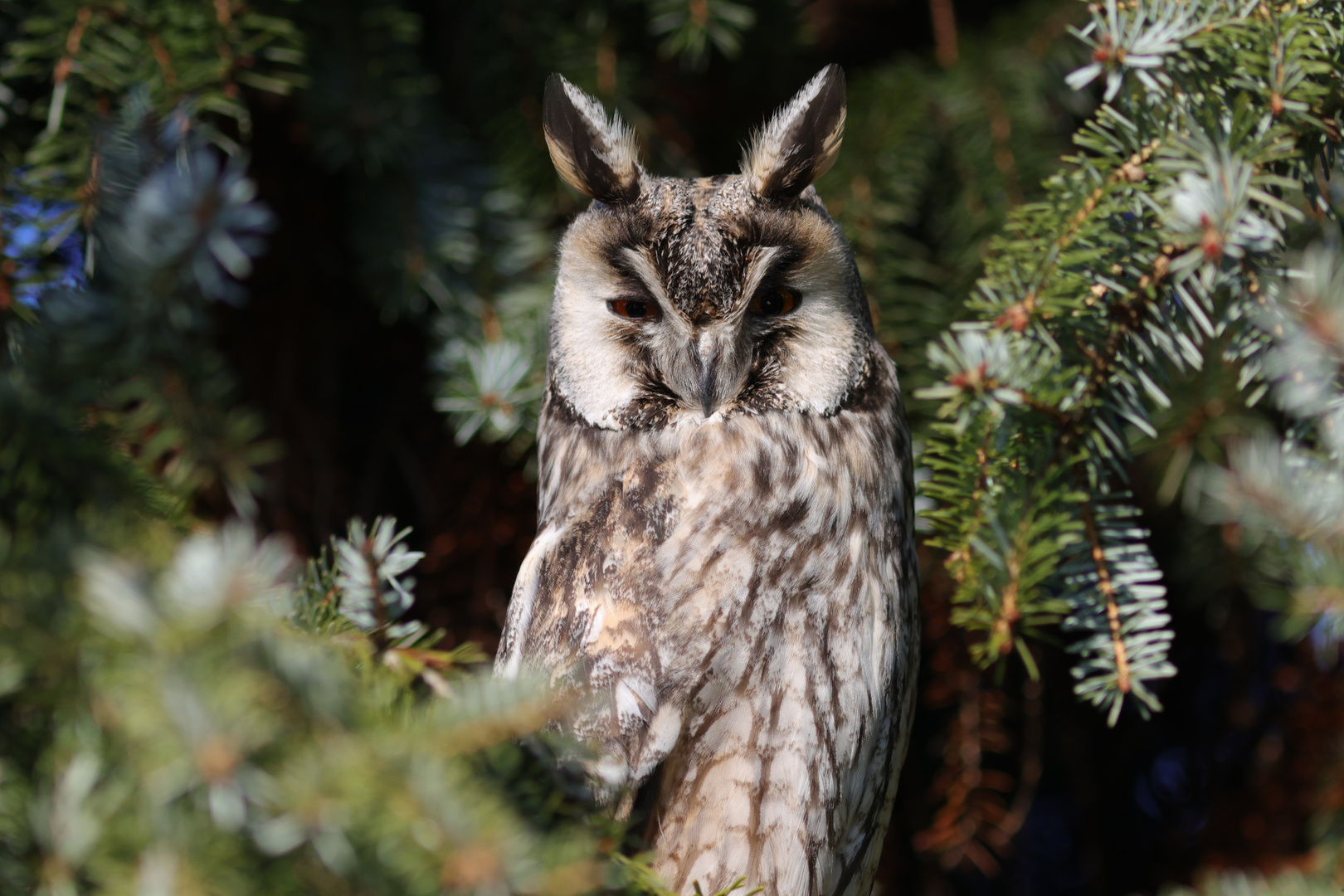 Waldohreule.....Long-eared owl