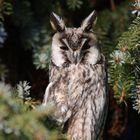 Waldohreule.....Long-eared owl