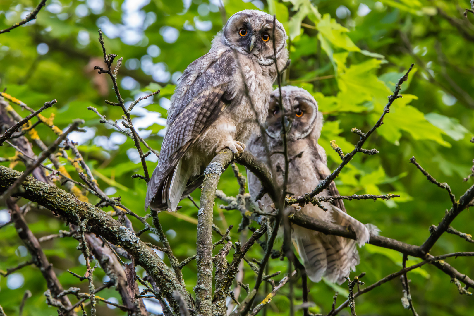 Waldohreulen im Garten Junge